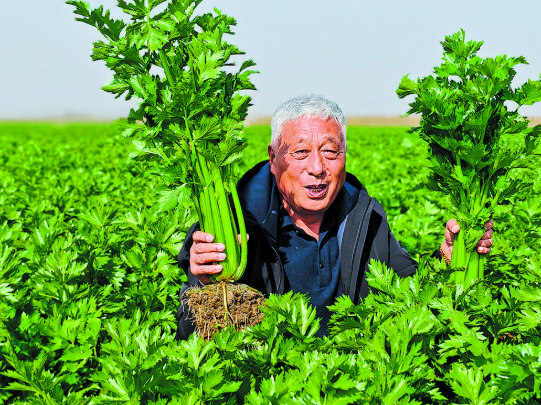 西芹长势旺 农户笑开颜